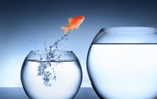 fish jumping from small bowl to larger